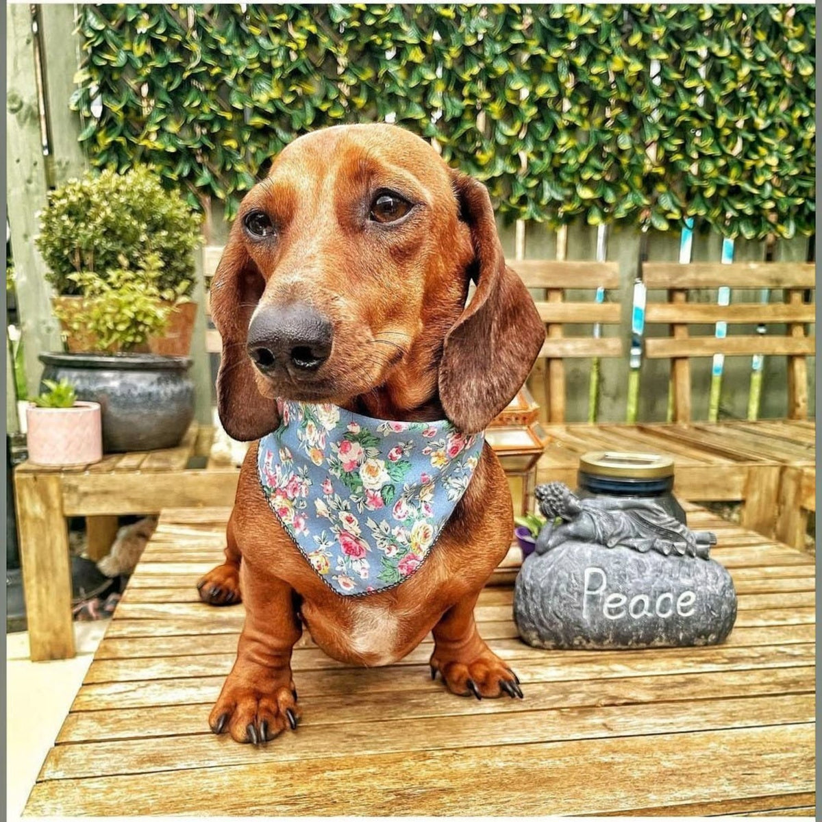 Country Blue Vintage Floral Puppy Dog Bandana- Handmade