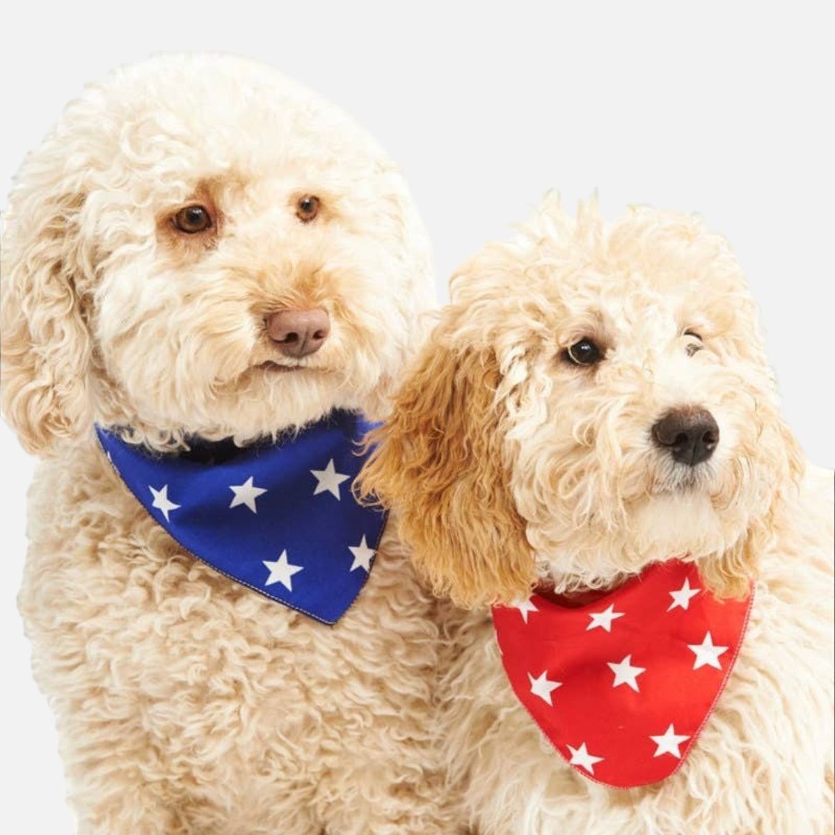 RED Star Puppy / Dog Tie on Bandana - Handmade