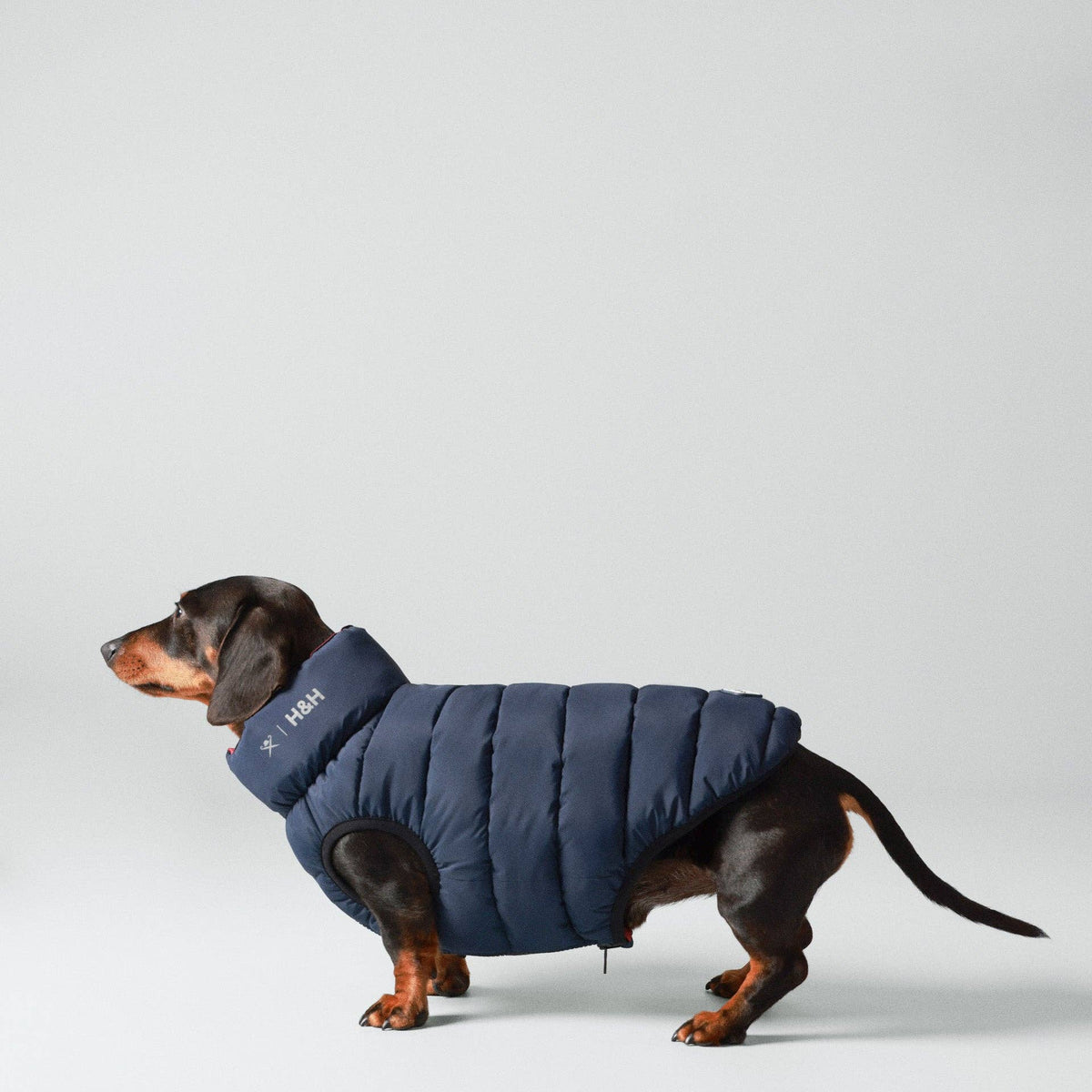 Hackett x Hugo Hudson Dog Puffer Jacket - Navy & Berry