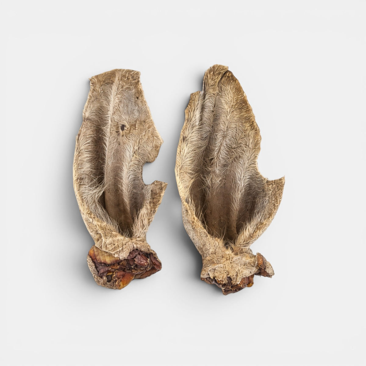 XL Wagyu Hairy Cow Ear with Lobe