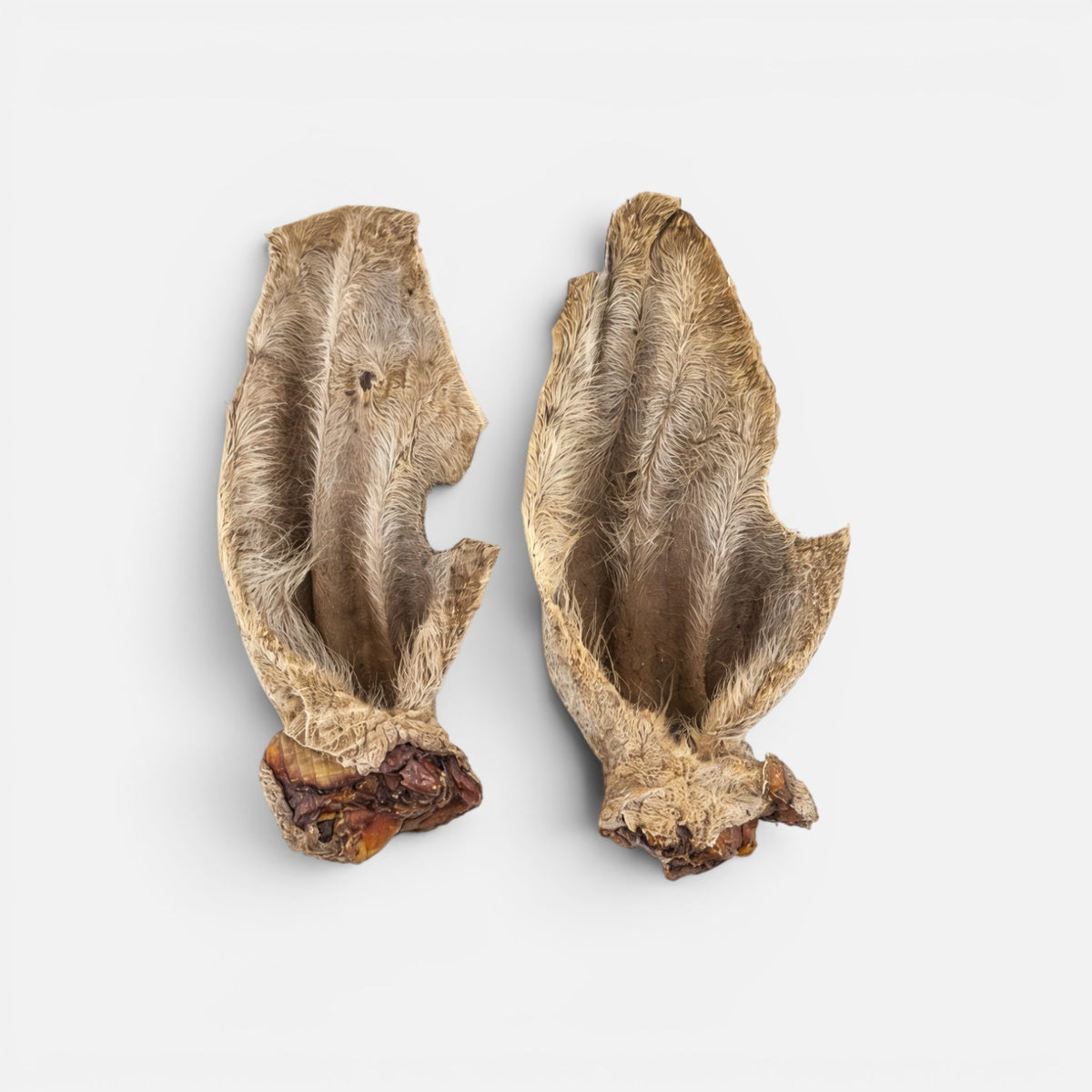XXL Wagyu Hairy Cow Ear with Lobe