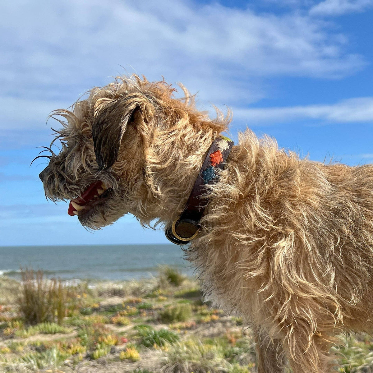 Polo Collar - Arvo