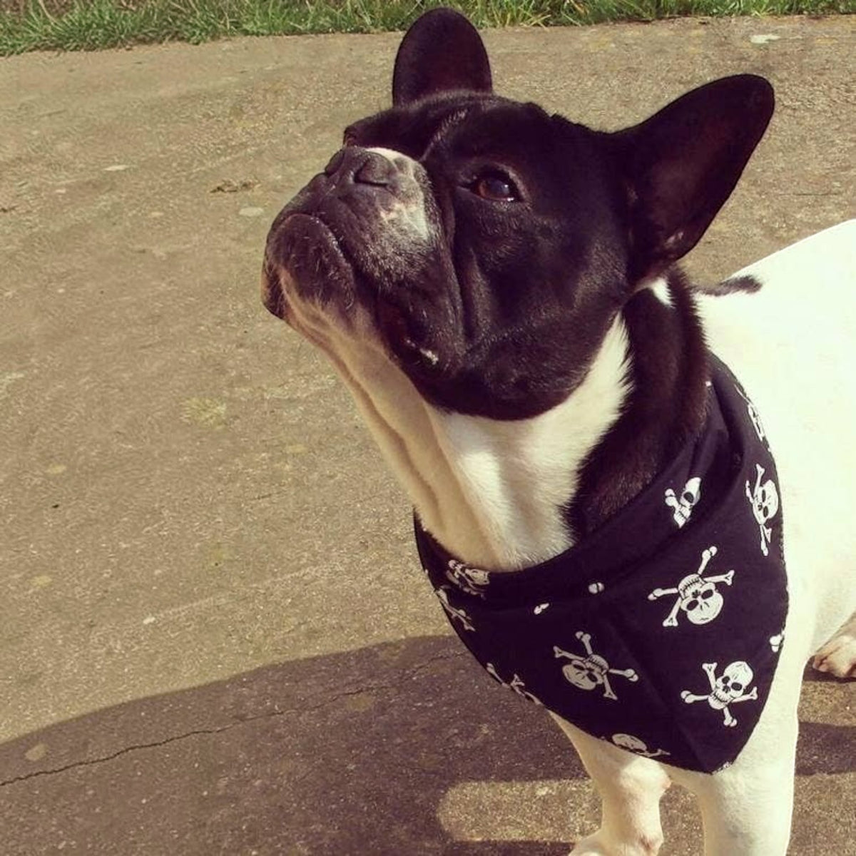 Black Skulls Puppy Dog Bandana - Handmade