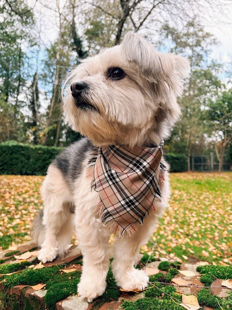 Frayed Barkberry Plaid Check Dog Bandana - Handmade