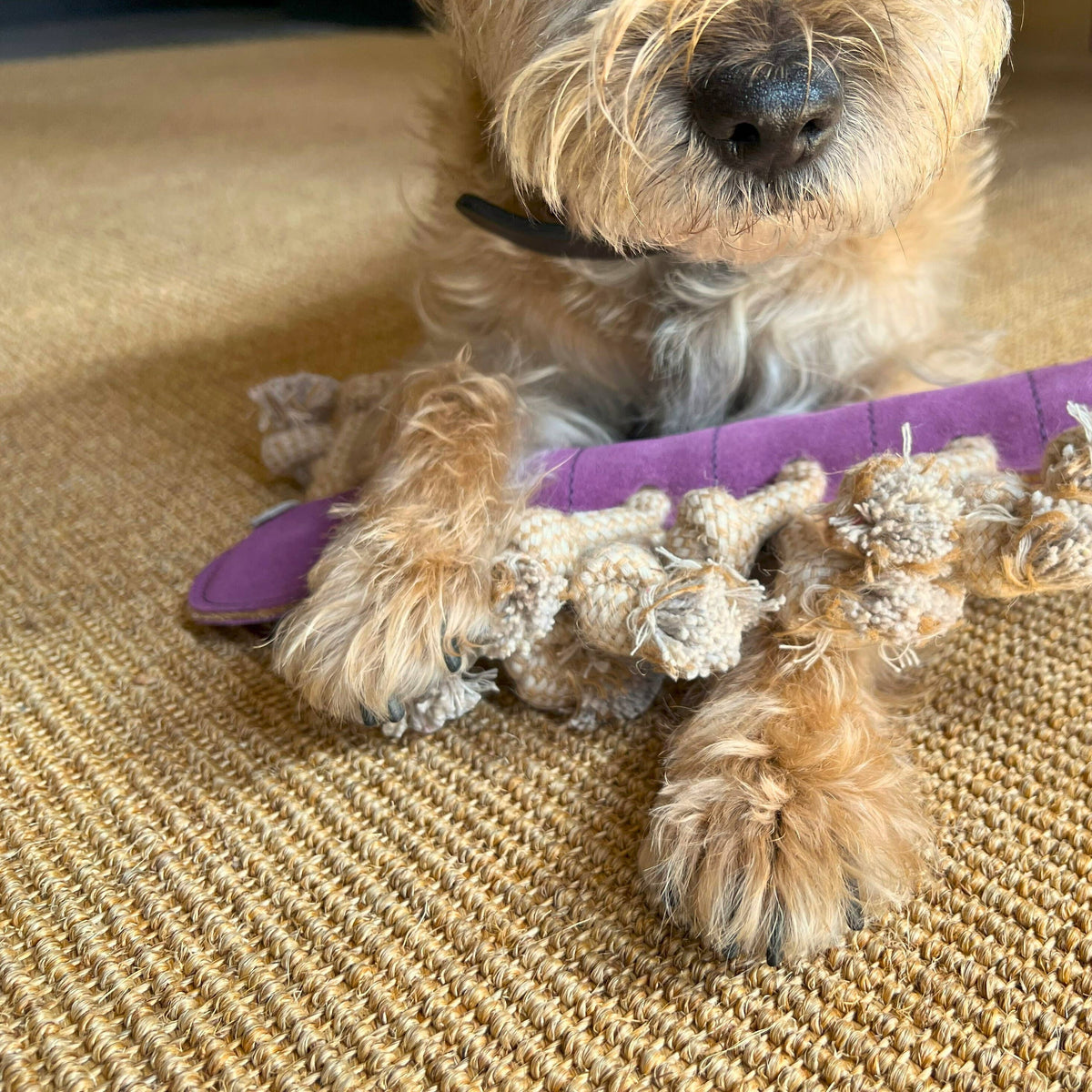 Gerti the Grub Dog Toy - purple