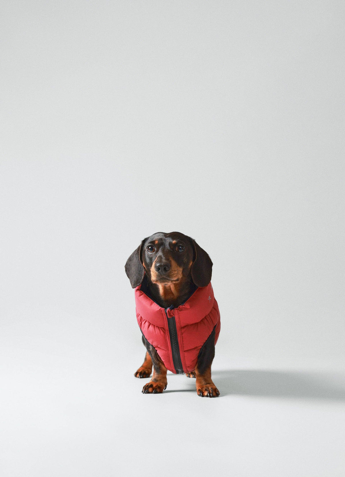 Hackett x Hugo Hudson Dog Puffer Jacket - Navy & Berry