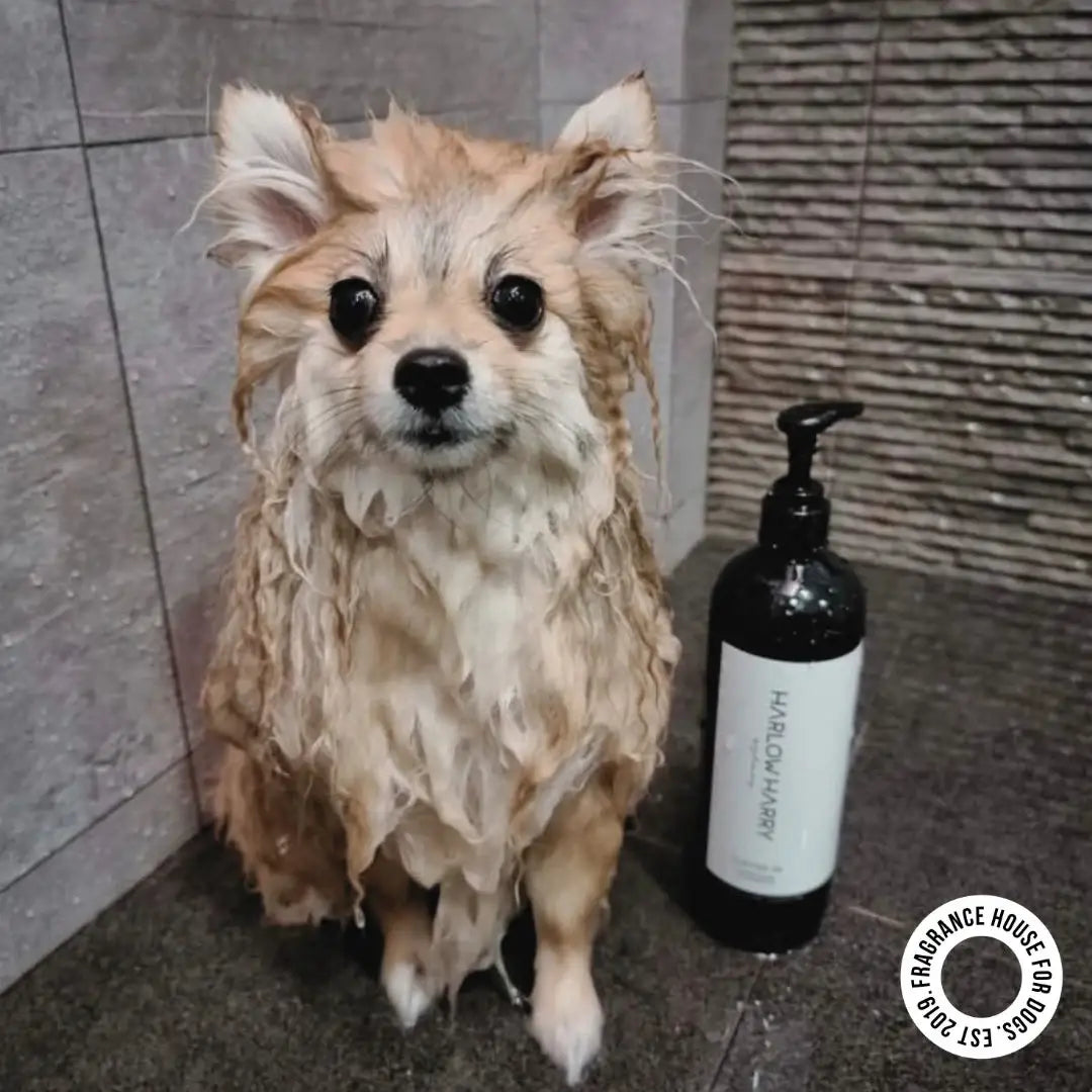 2-in-1 Conditioning Dog Shampoo | D'bacca 169
