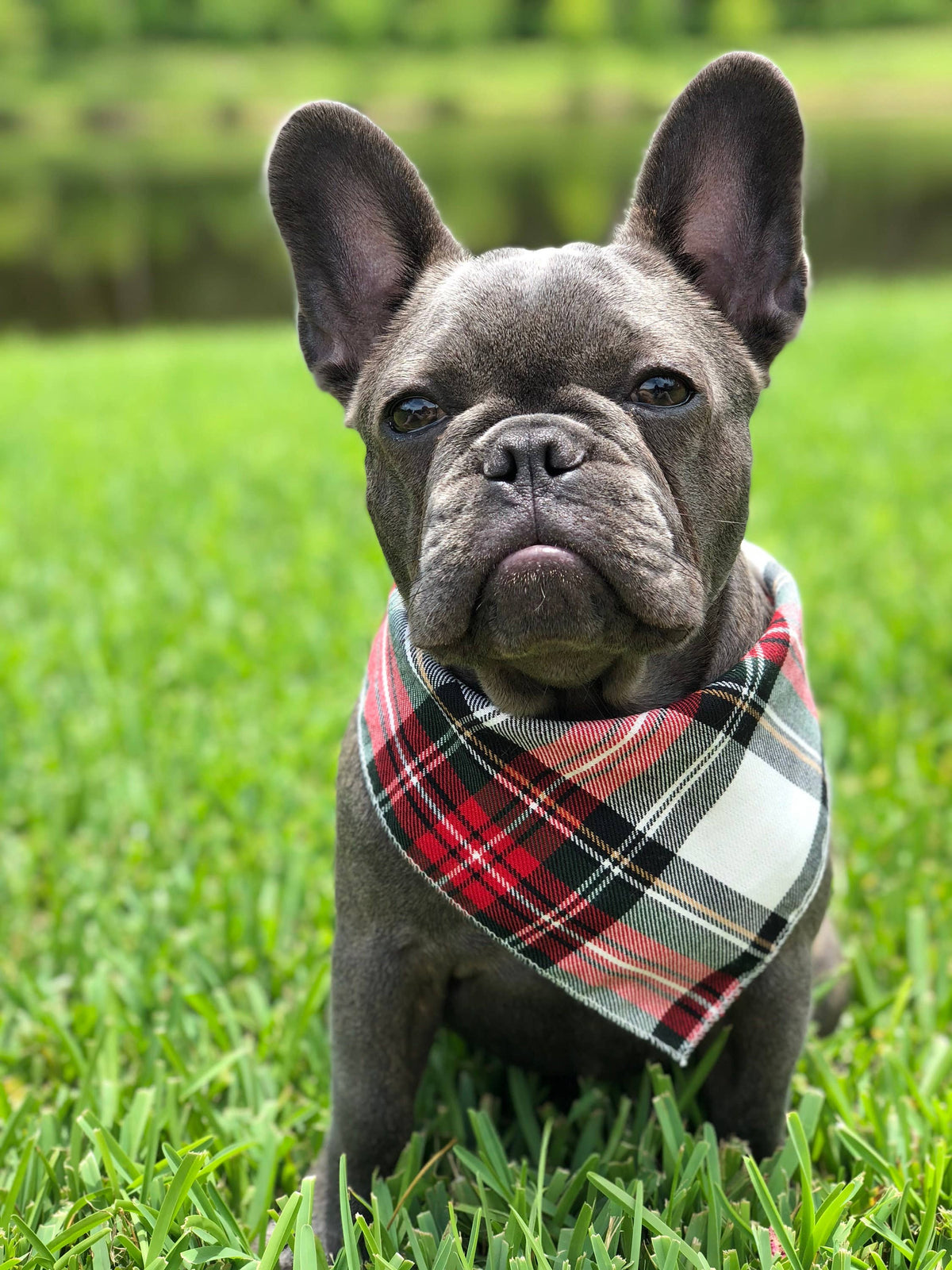 Alfies Red & White Tartan Plaid Puppy Dog Bandana - Handmade