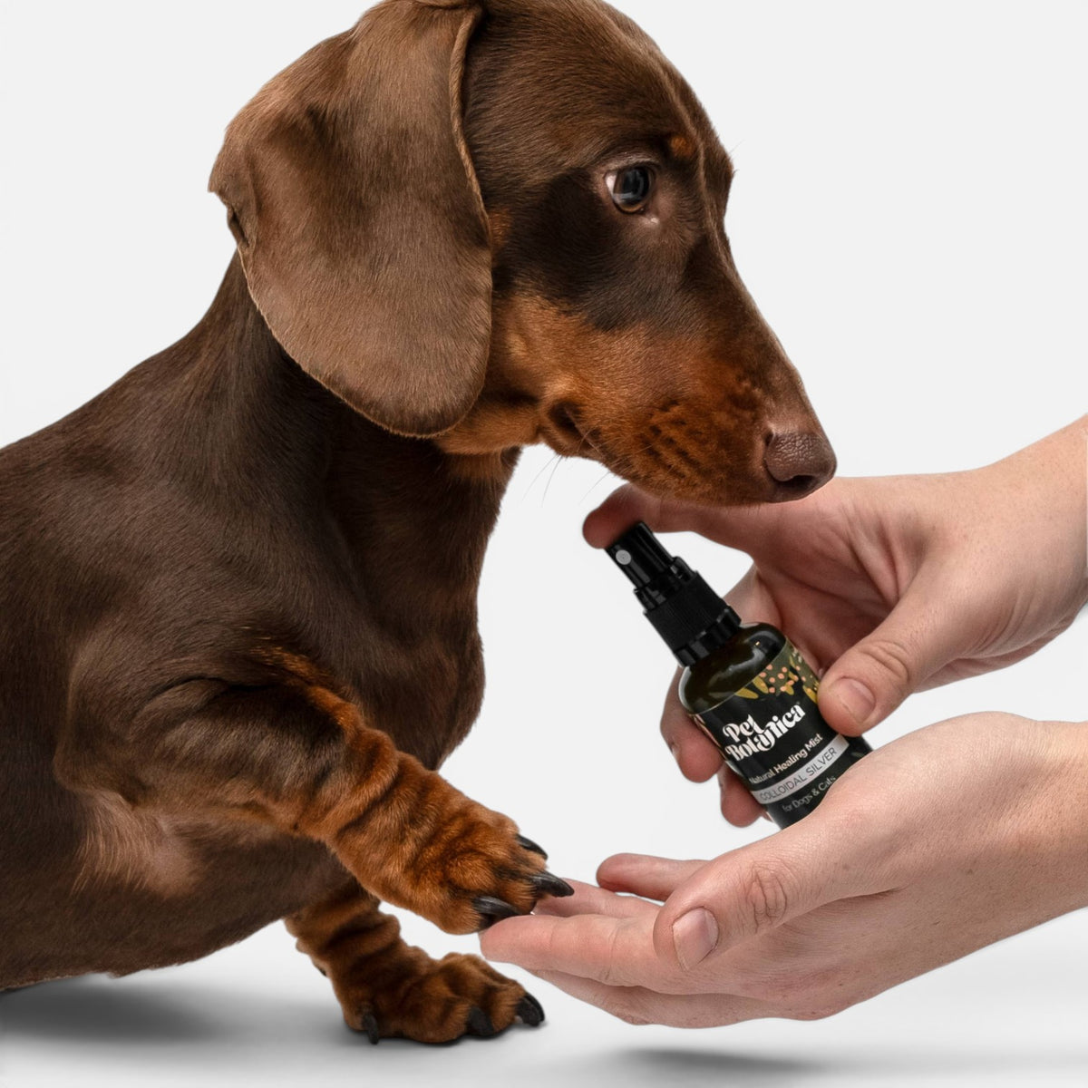 Colloidal Silver Healing Mist for Pets | Holistic, Natural