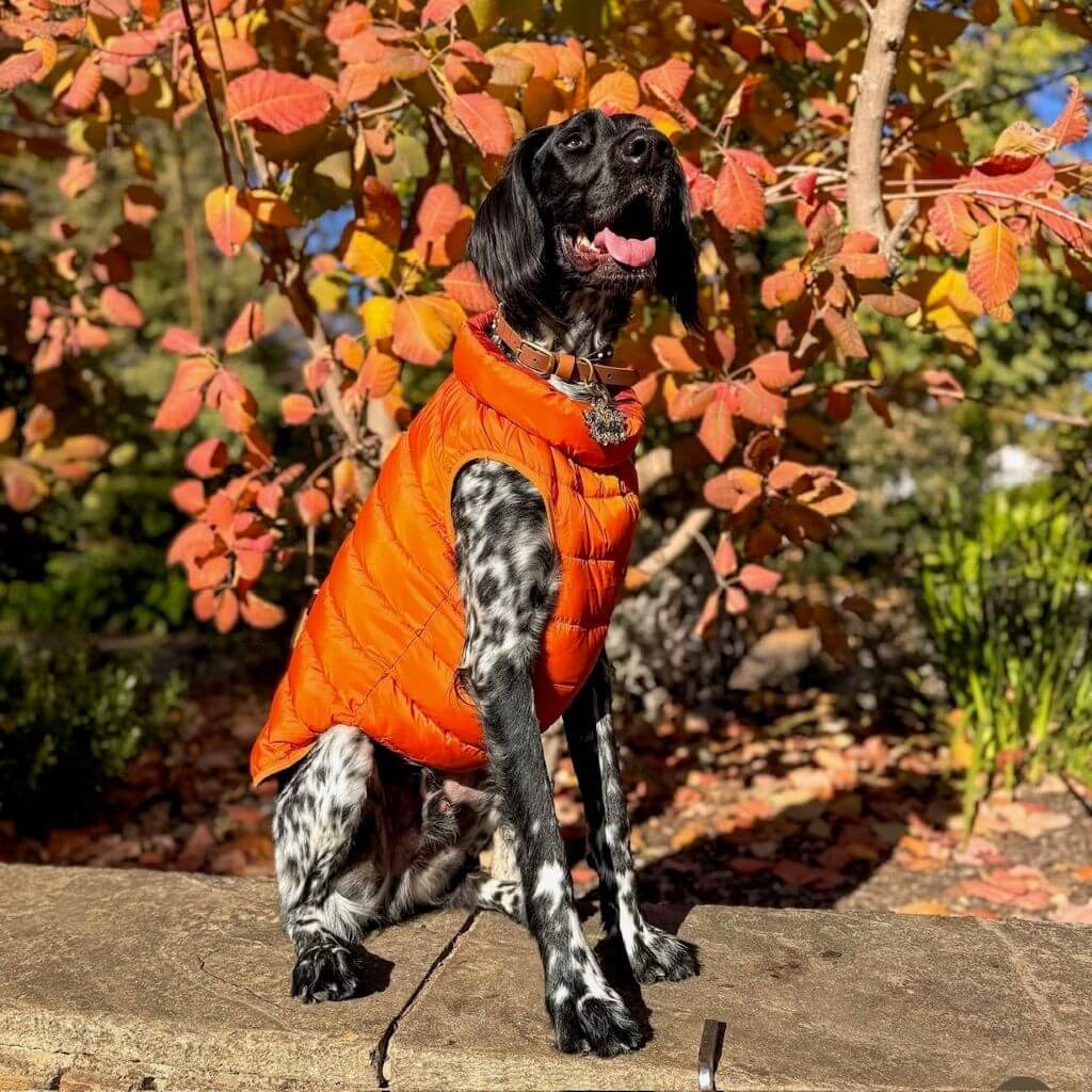 Reversible Dog Back Zipper Puffer Jacket with Harness Hole - Sunset Orange