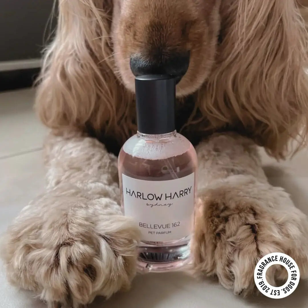 Dog Perfume | Bellevue 162