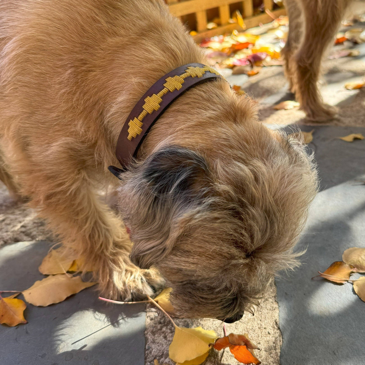 Polo Bark Collar - Wheat