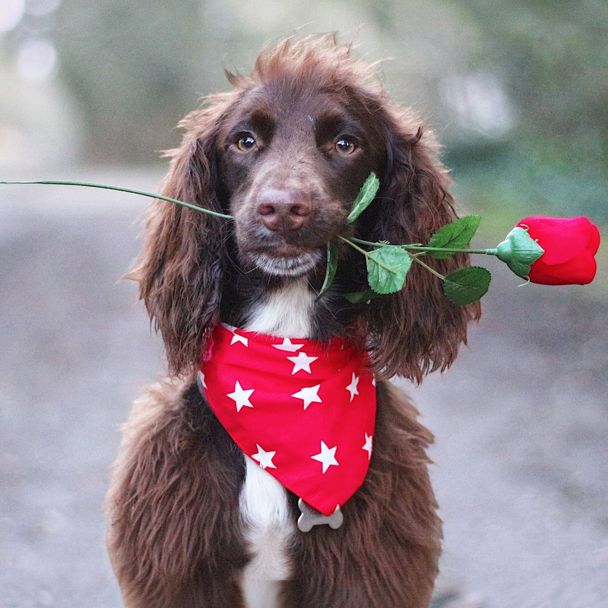 RED Star Puppy / Dog Tie on Bandana - Handmade
