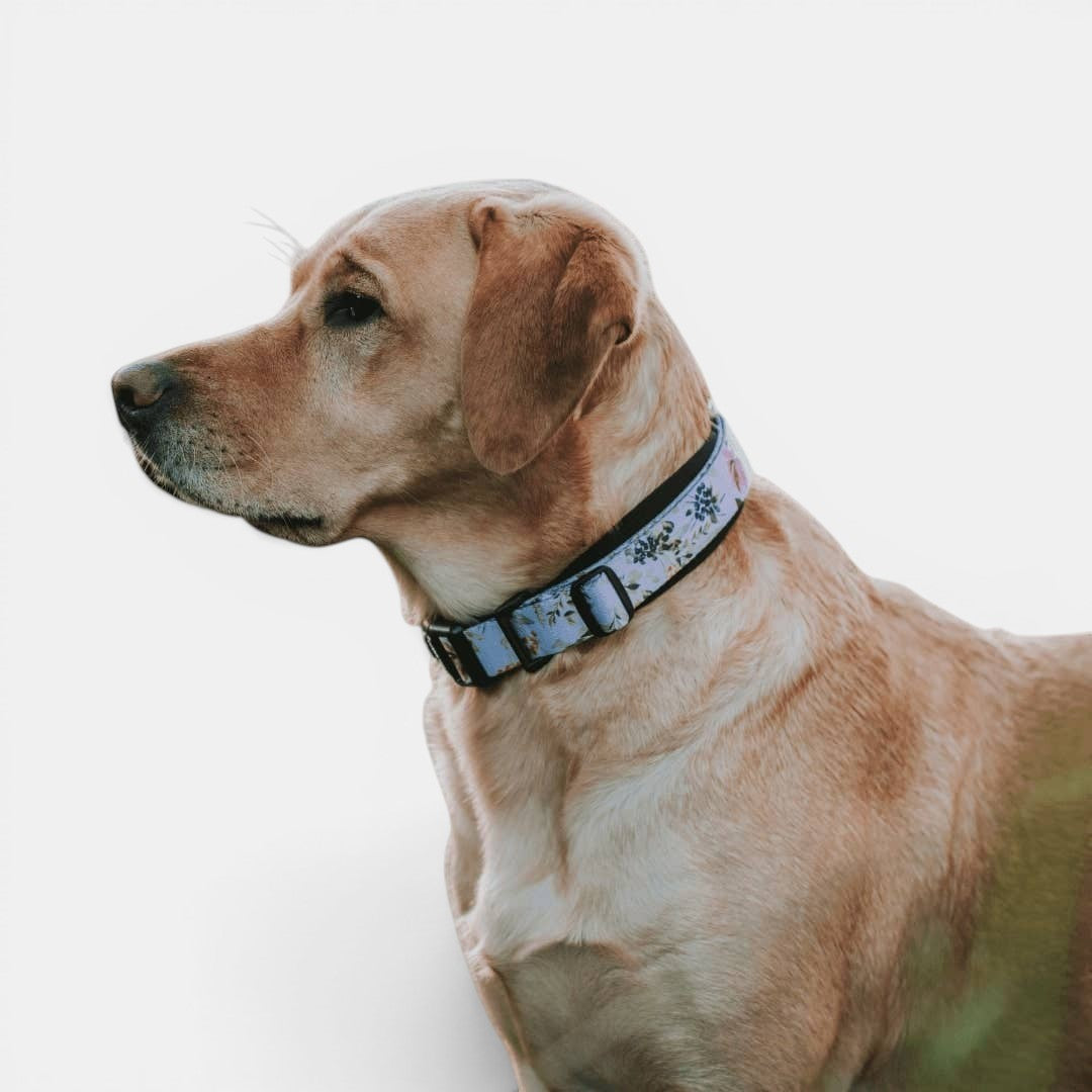 Evergreen Martingale Training Collar