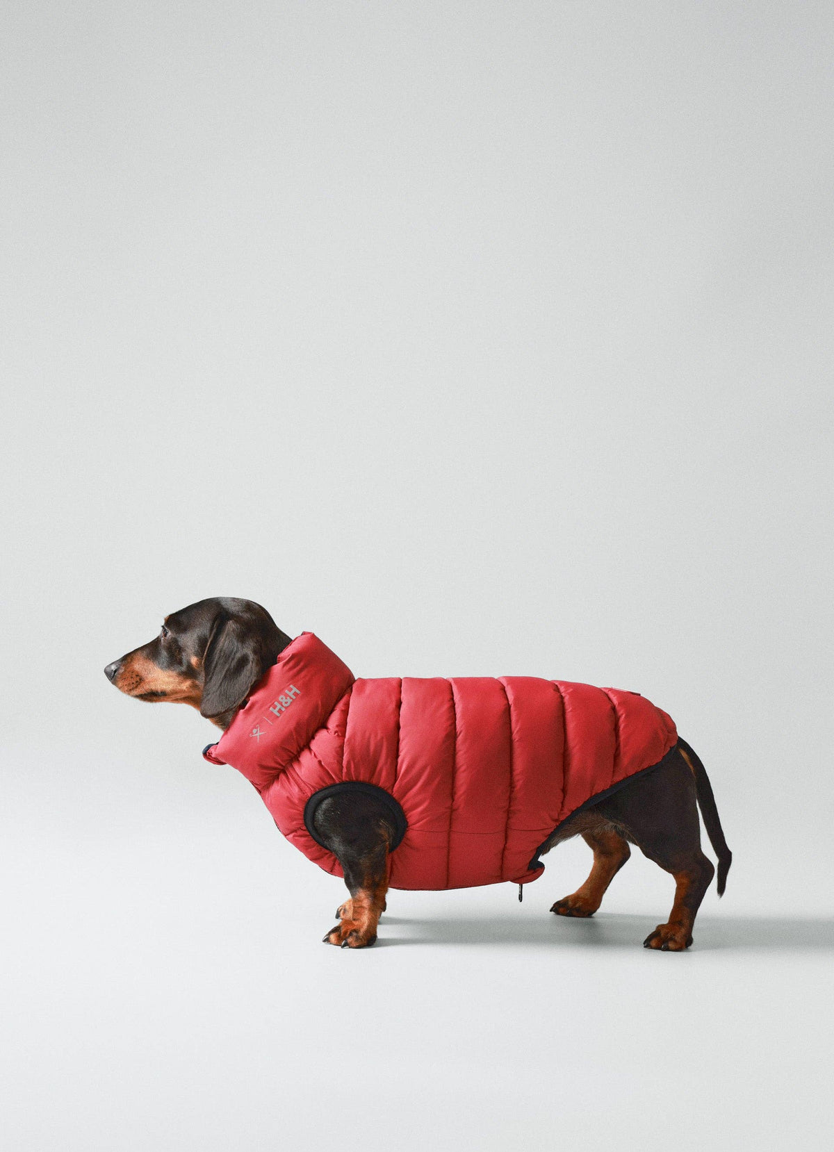 Hackett x Hugo Hudson Dog Puffer Jacket - Navy & Berry
