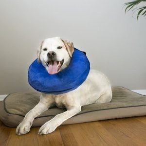 KONG Cloud Inflatable Collar