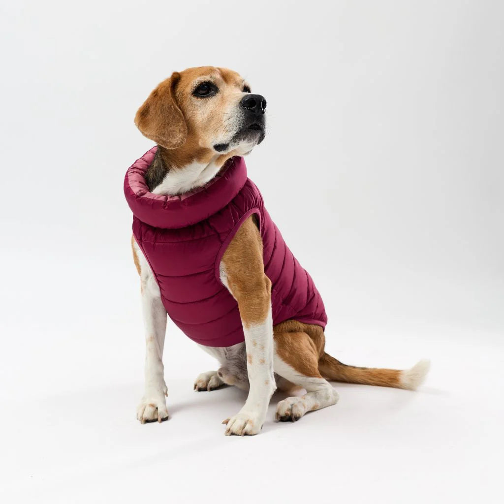 Back Zipper Puffer Jacket with Harness Hole - Berry