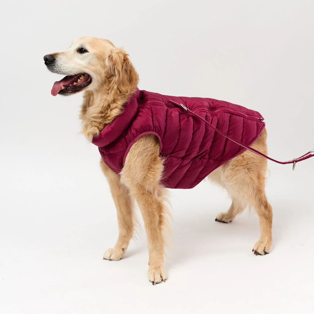 Back Zipper Puffer Jacket with Harness Hole - Berry
