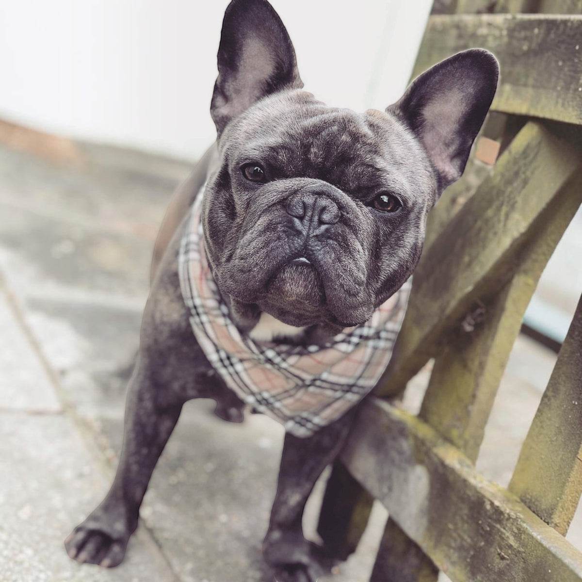 Classic Beige Barkberry Plaid Puppy Dog Bandana - Handmade
