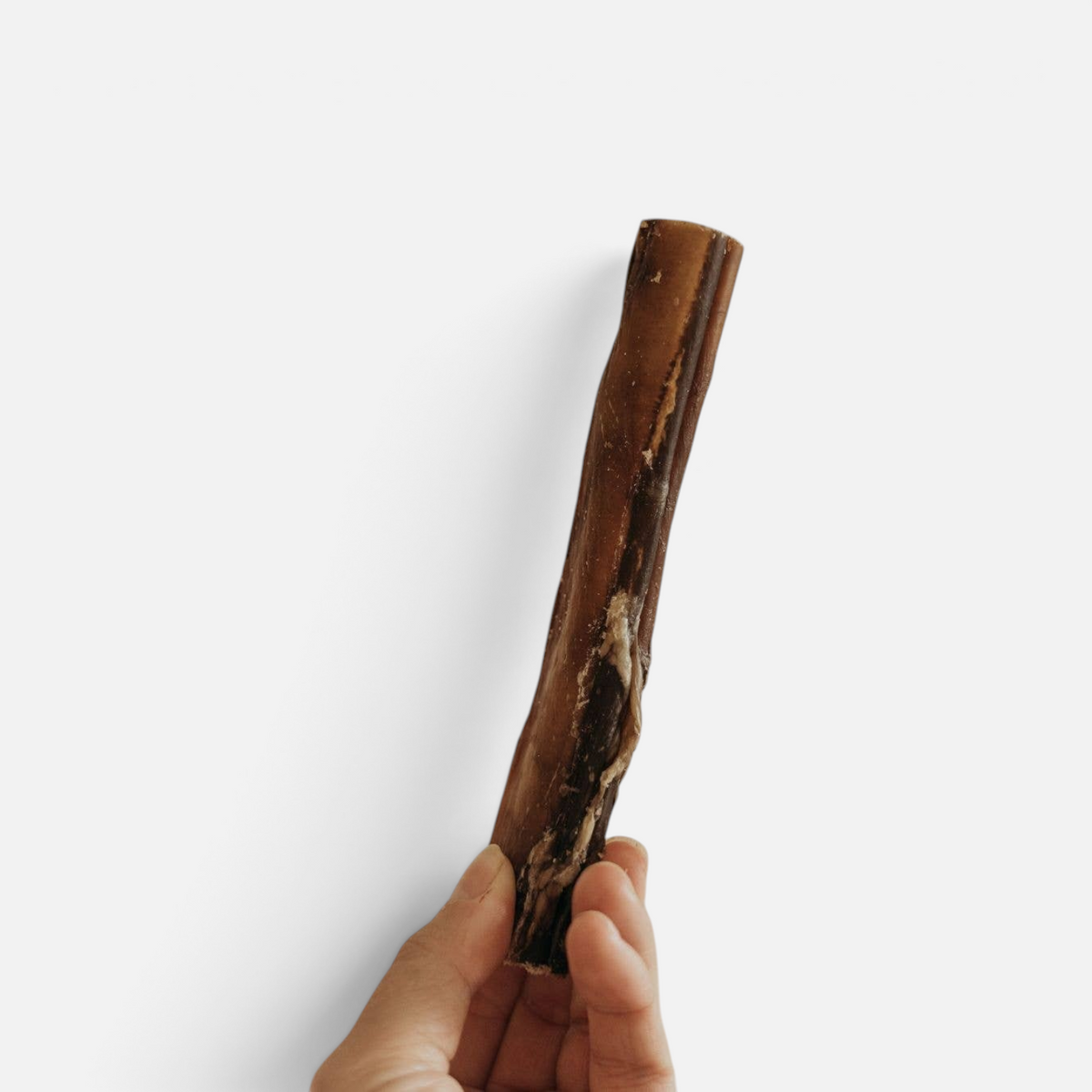 The Dog Emporium extra thick natural Australian bully stick held in hand for medium to large dogs
