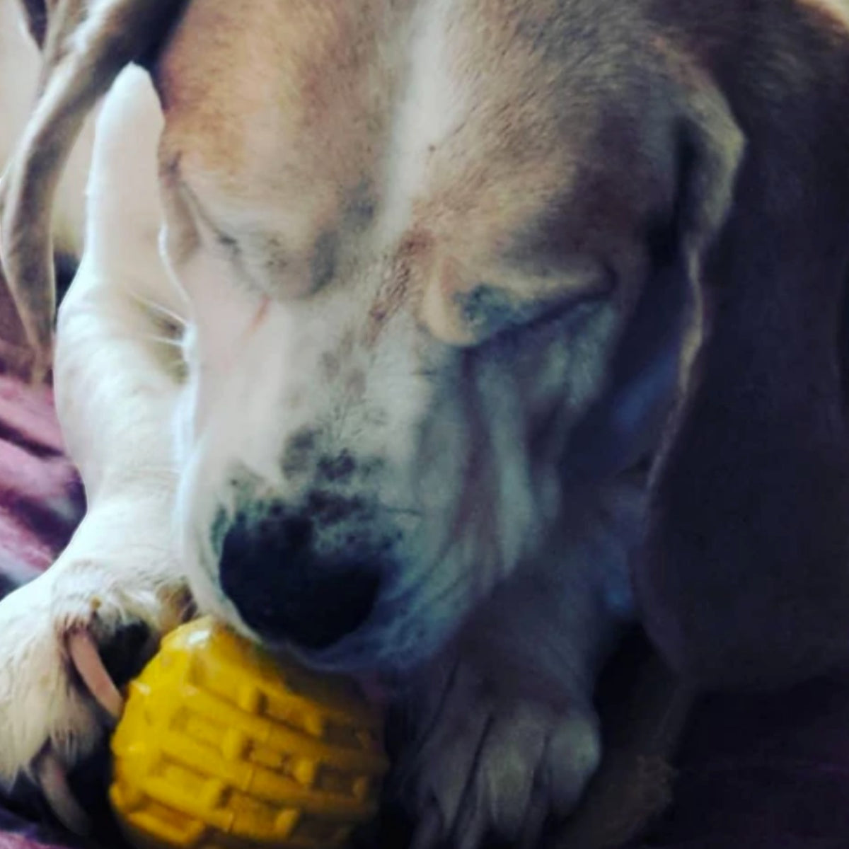 Industrial Dog Ball (Power Chewers)