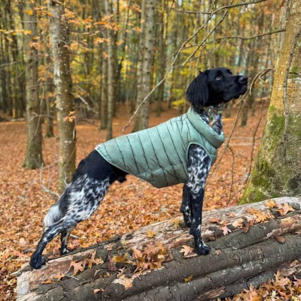 Reversible Dog Back Zipper Puffer Jacket with Harness Hole - Forest Green / Animal Print