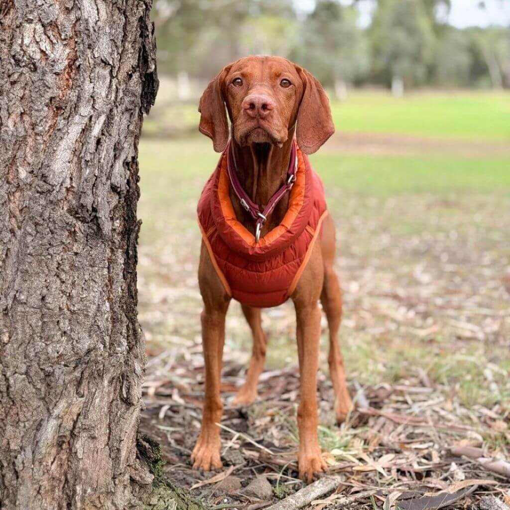 Reversible Dog Back Zipper Puffer Jacket with Harness Hole - Sunset Orange