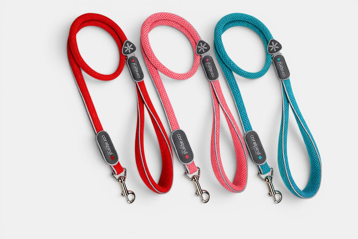Cinqetorri Lead