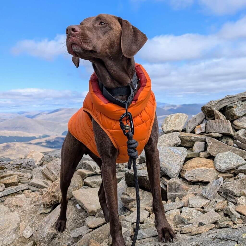 Reversible Dog Back Zipper Puffer Jacket with Harness Hole - Sunset Orange