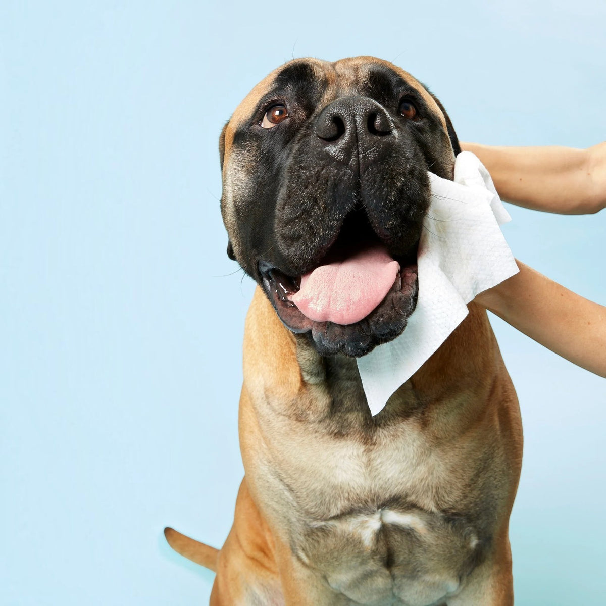 Dog by Dr. Lisa Wipes