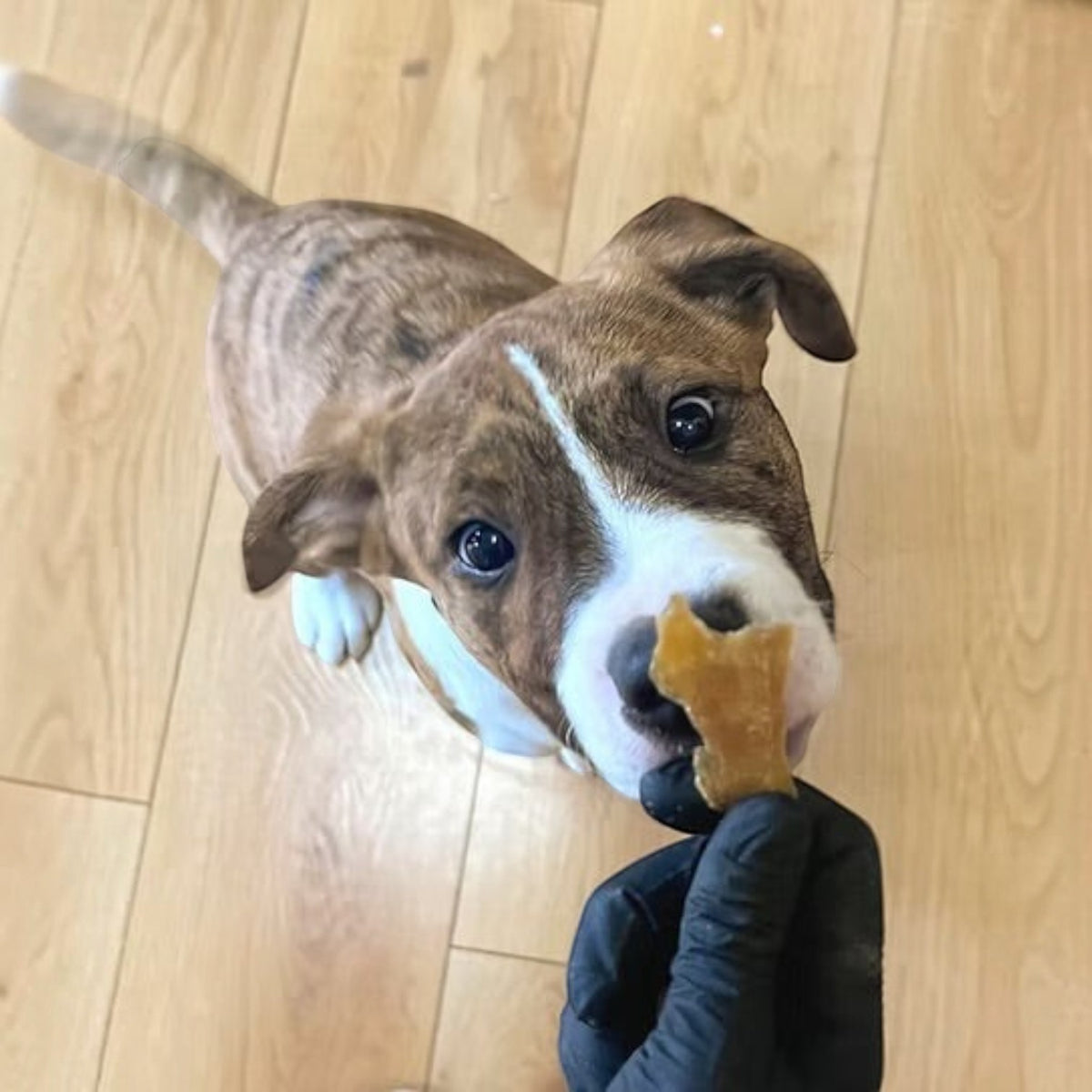 Chicken Breast Training Treats 130g