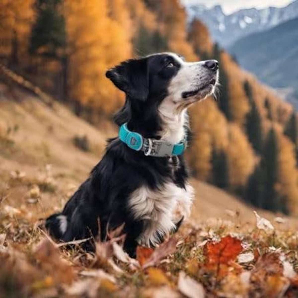 Coralpina Cinquetorri Dog Collar