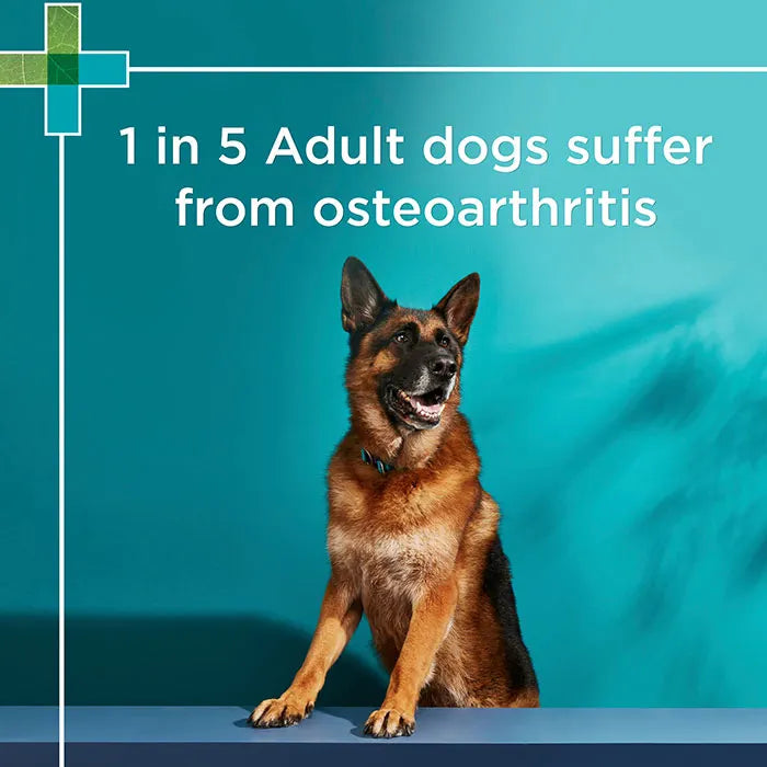 Paw Osteocare joint Protect Chews