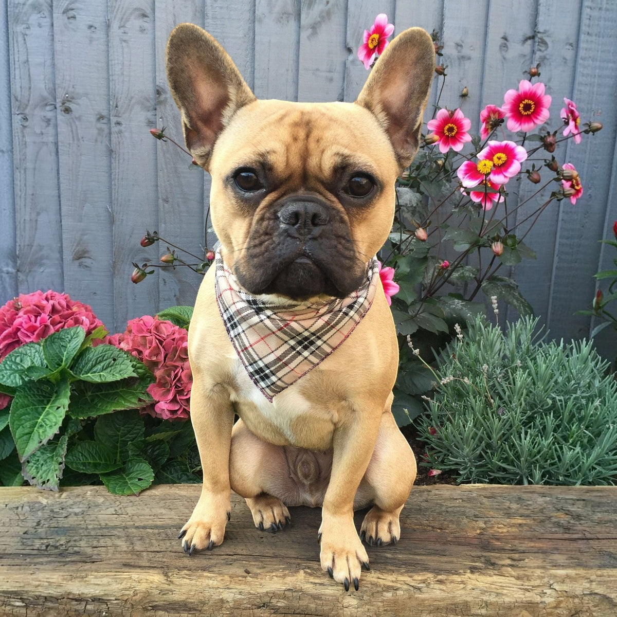 Classic Beige Barkberry Plaid Puppy Dog Bandana - Handmade