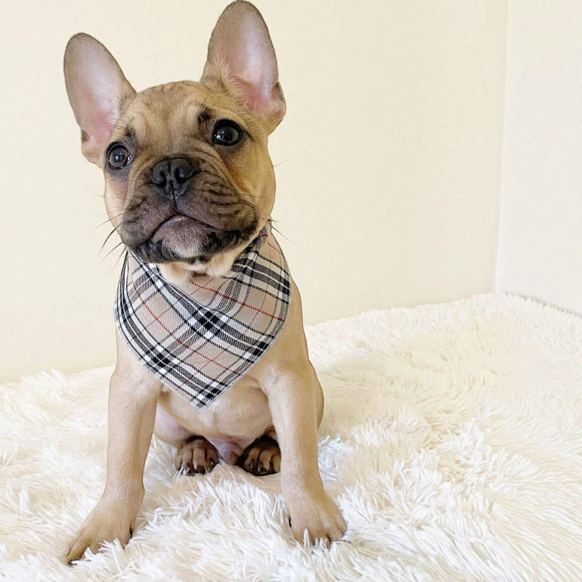Classic Beige Barkberry Plaid Puppy Dog Bandana - Handmade