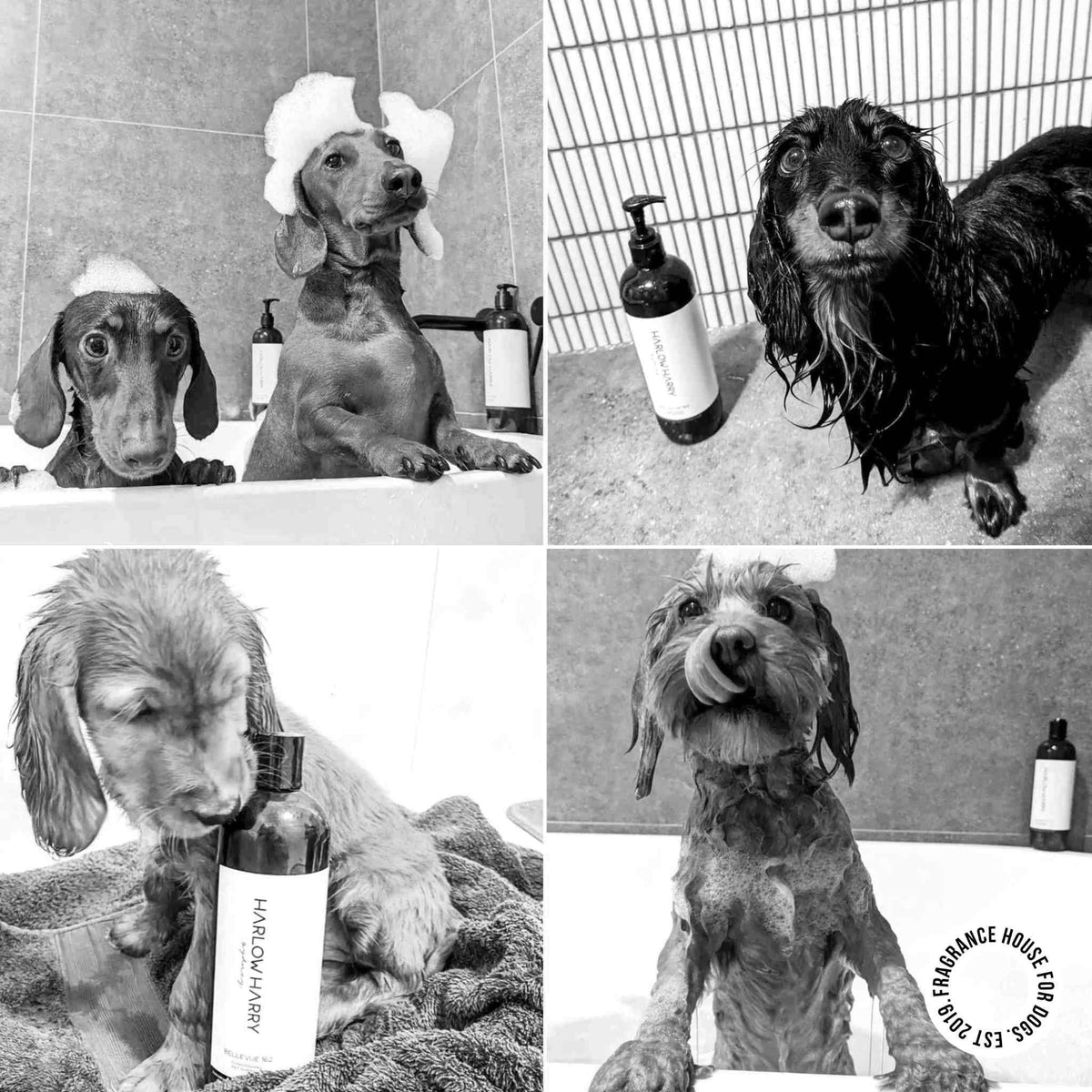 2-in-1 Conditioning Dog Shampoo | Bellevue 162