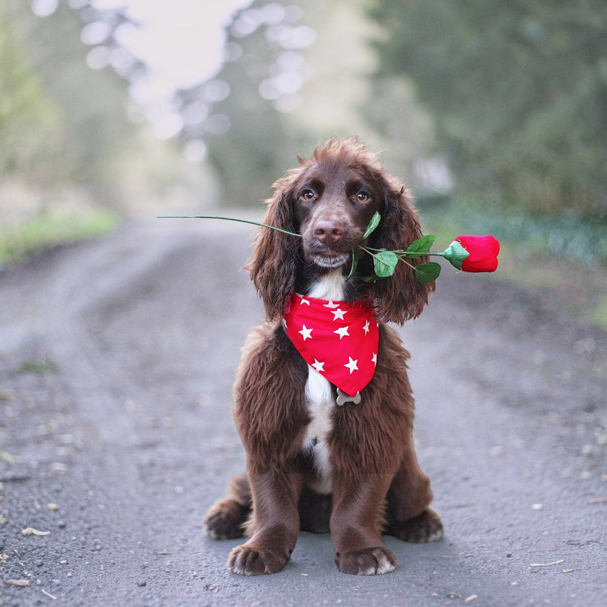RED Star Puppy / Dog Tie on Bandana - Handmade