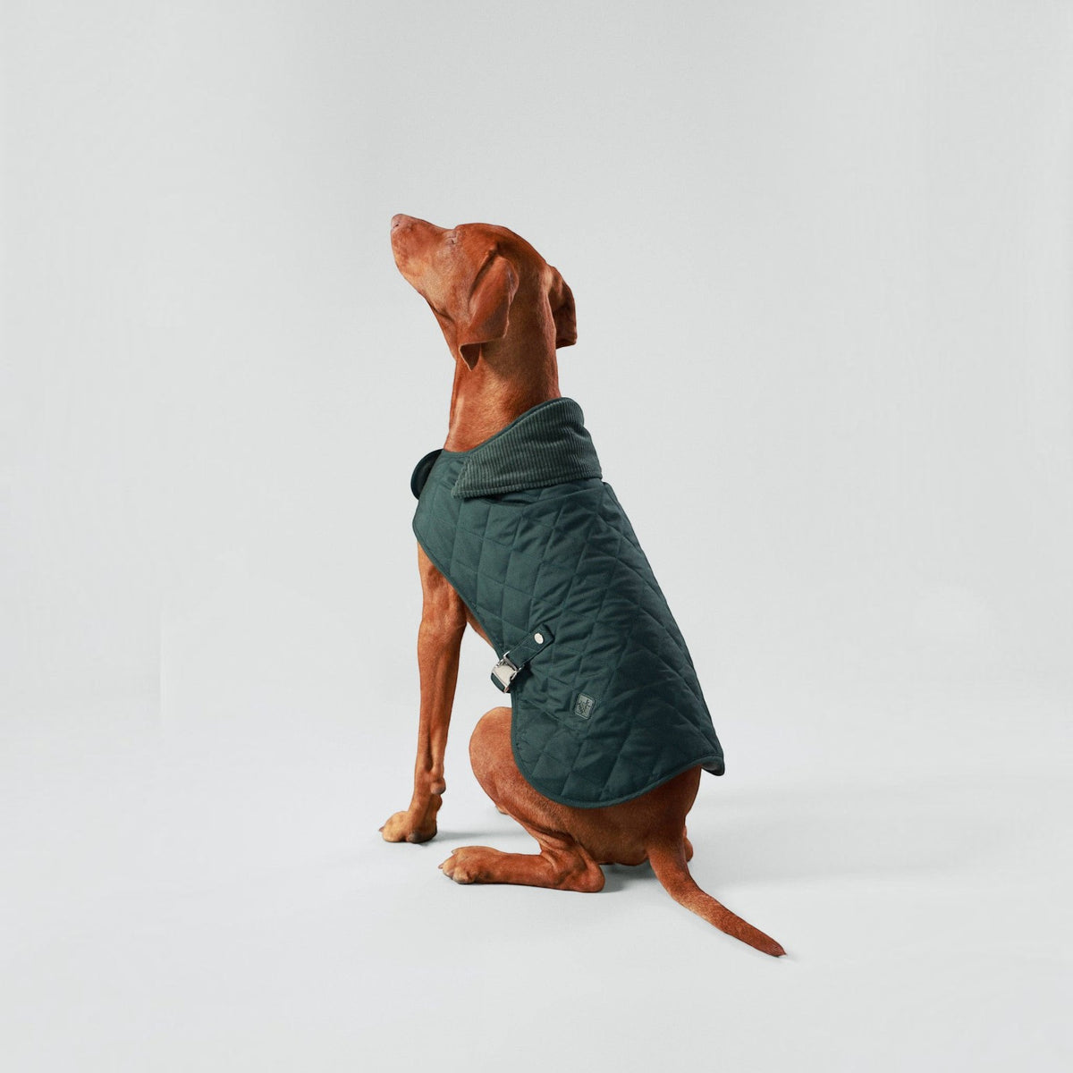 Hackett x Hugo Hudson Forest Green Quilted Dog Jacket