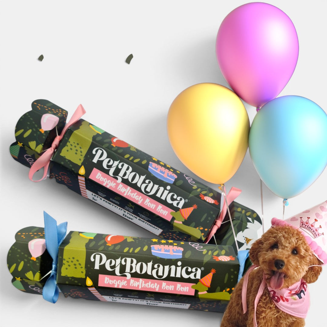 Dog Birthday Bon Bon | Birthday gift for dogs