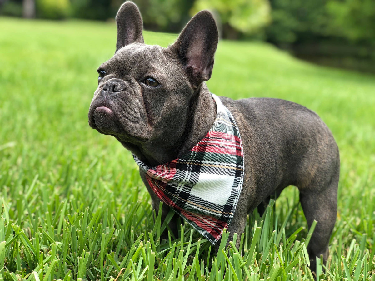 Alfies Red & White Tartan Plaid Puppy Dog Bandana - Handmade