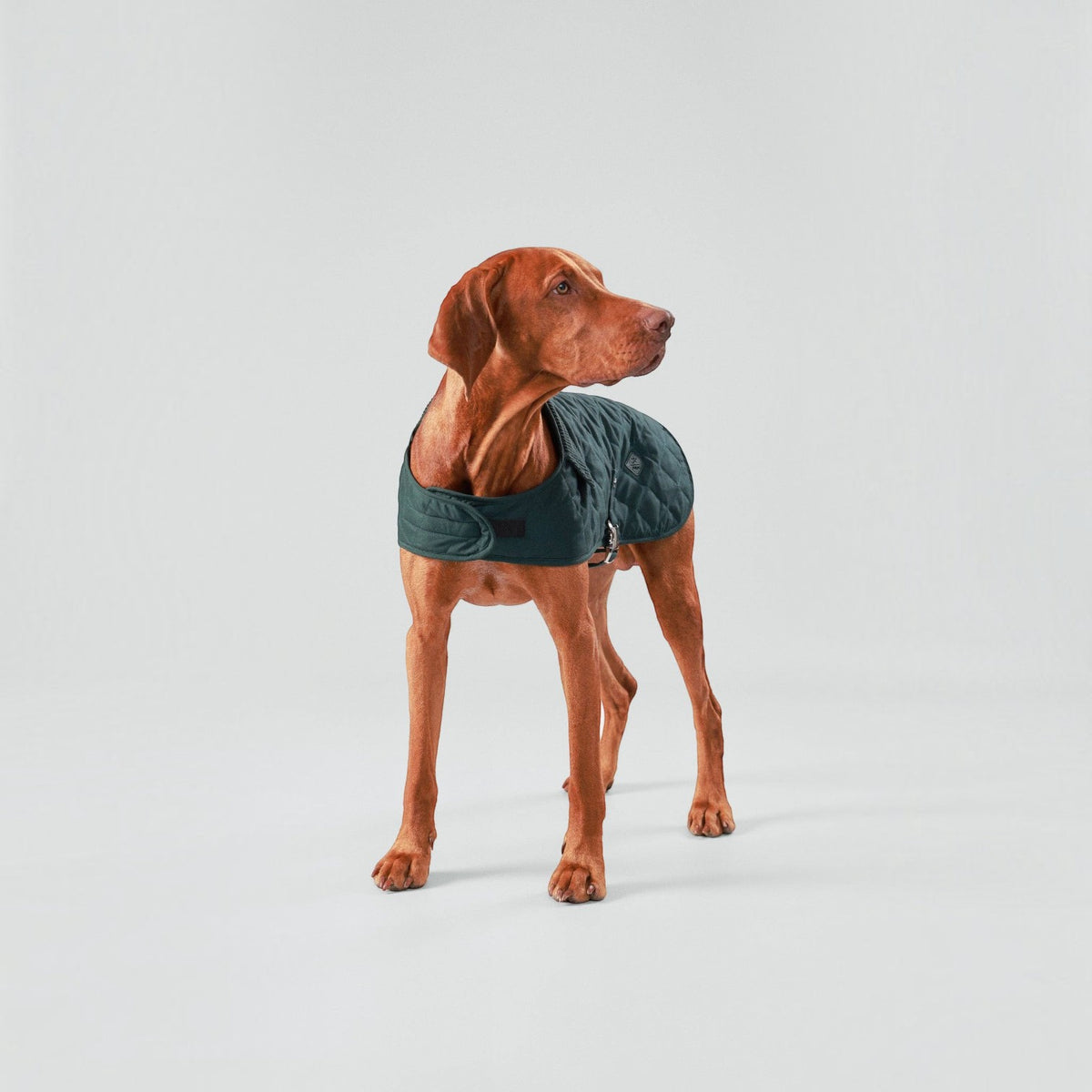 Hackett x Hugo Hudson Forest Green Quilted Dog Jacket