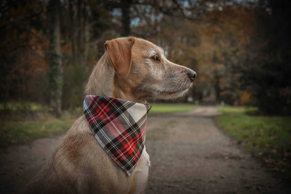 Alfies Red & White Tartan Plaid Puppy Dog Bandana - Handmade