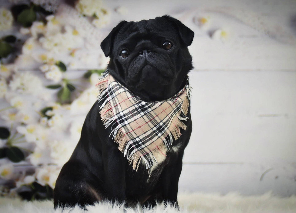 Frayed Barkberry Plaid Check Dog Bandana - Handmade