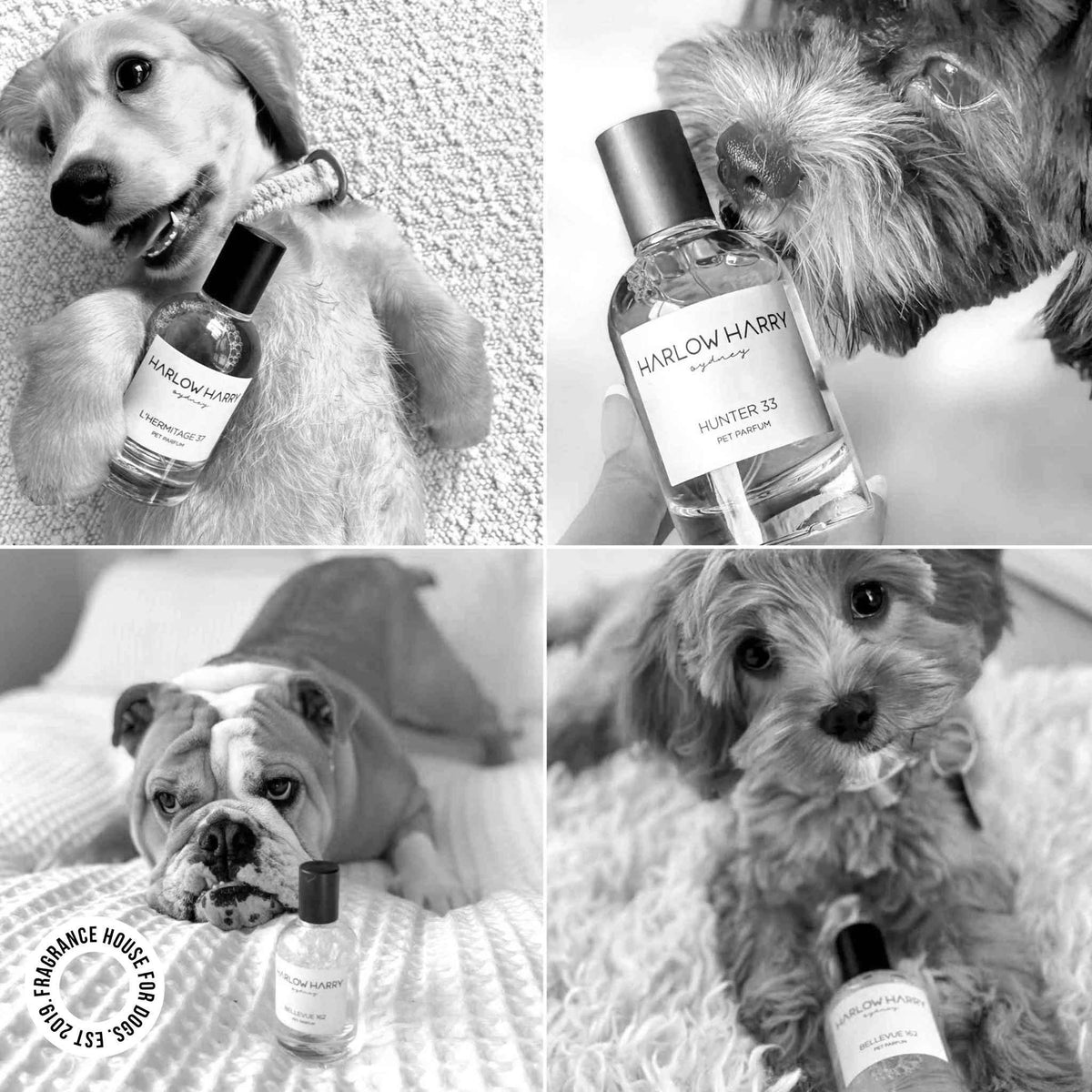 Dog Perfume | Hunter 33