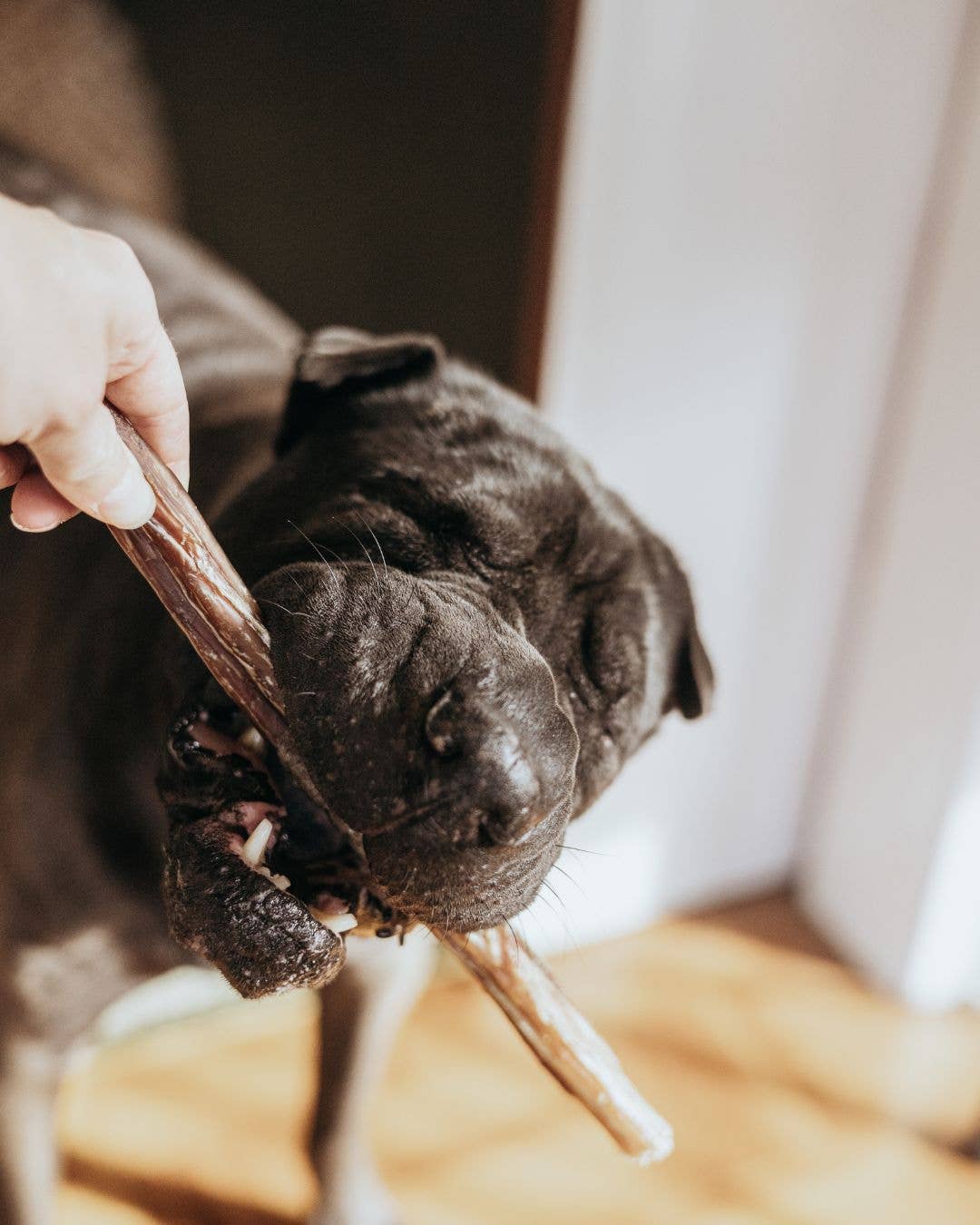 Extra Thick Bully Stick | Natural Dog Chew