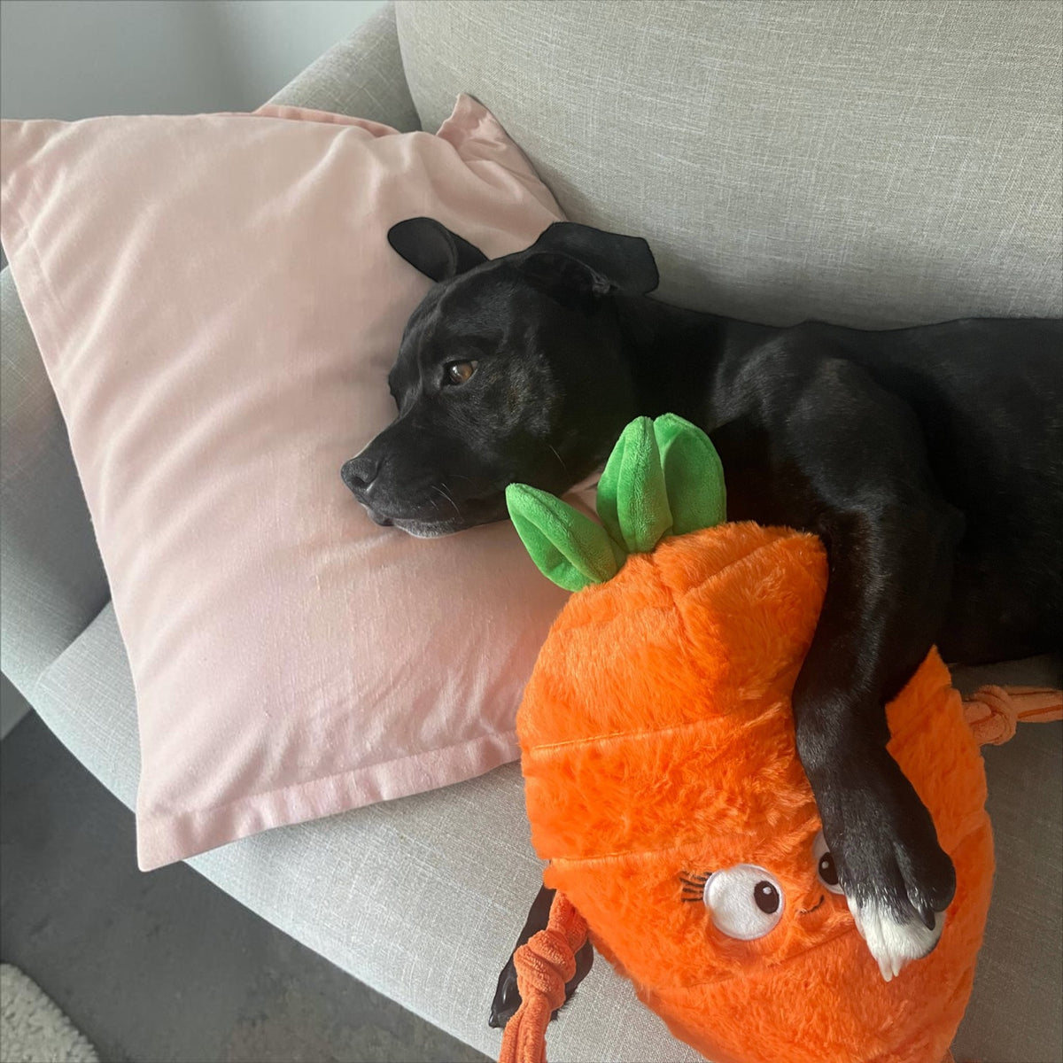 Pals for paws™Carrot Plush Dog Toy-100% recycled Materail