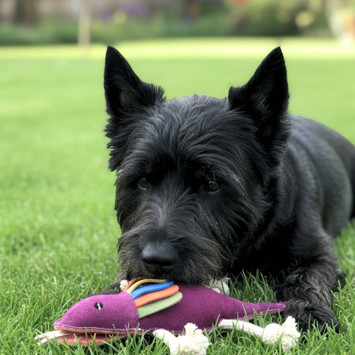 Fink the Frillneck Lizard Dog Toy