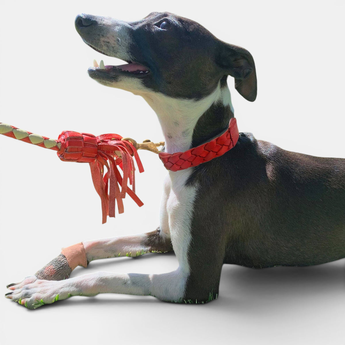 Casey Collar - Red