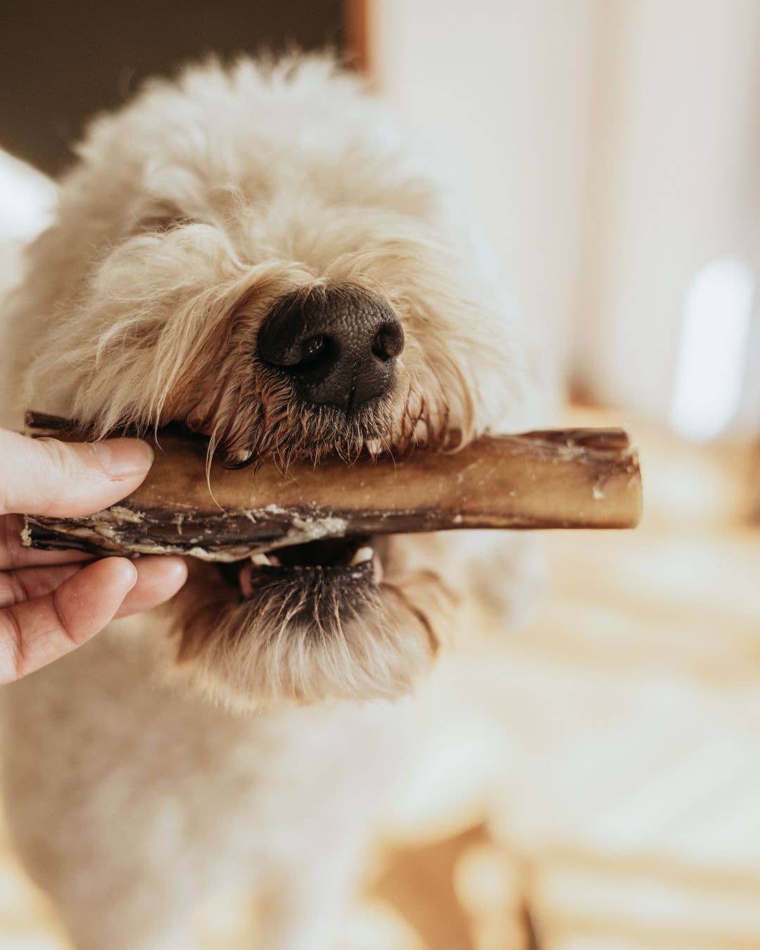 Extra Thick Bully Stick | Natural Dog Chew