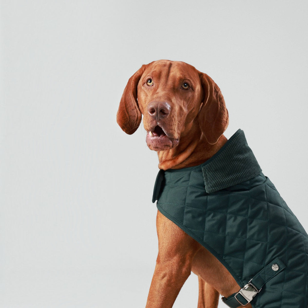 Hackett x Hugo Hudson Forest Green Quilted Dog Jacket